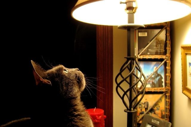 Коммунальщики просили ввести для них ночной льготный тариф. Но их просьбы не услышали.