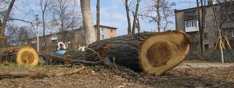 Куда обращаться жителям Днепра, чтобы спилить аварийные деревья