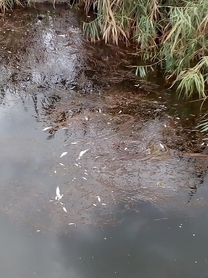 В реке Ингулец постоянно массово гибнет рыба