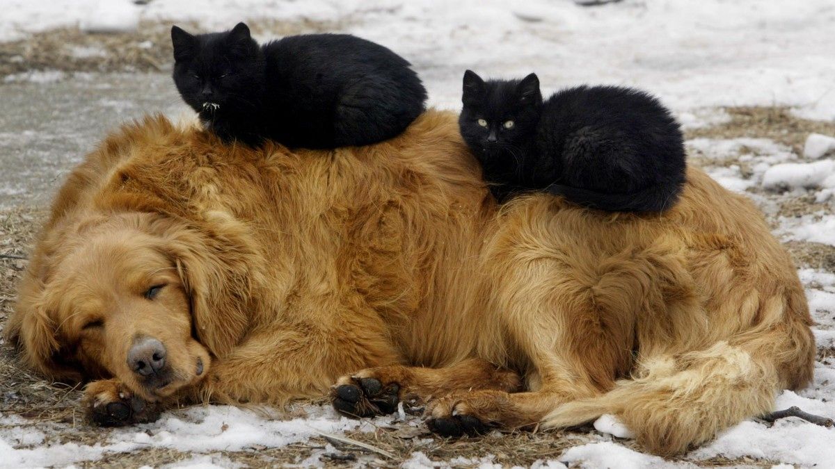 В Днепре рассказали, как бизнесу сэкономить деньги и помочь при этом животным