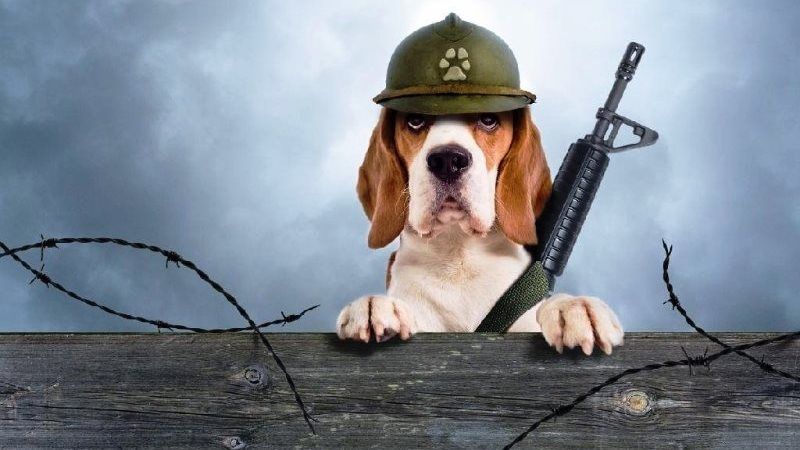 В Днепре рассказали, как бизнесу сэкономить деньги и помочь при этом животным 1