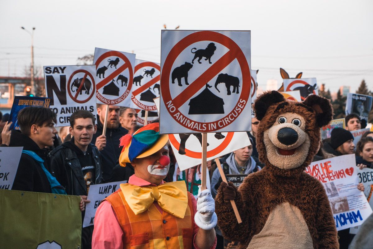 Мэрия Днепра за 2 миллиона гривен поведет детей смотреть на страдающих животных 5