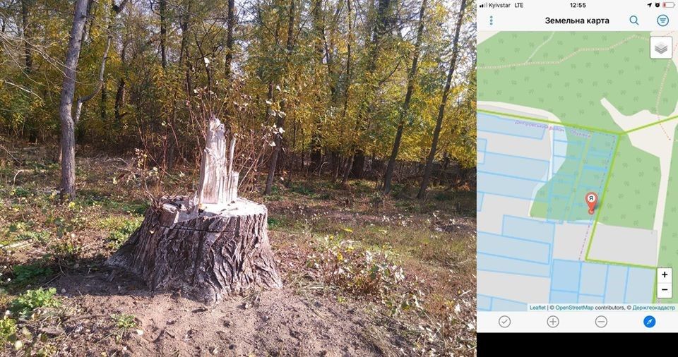 Деревья рубят, возможно, для новых домов