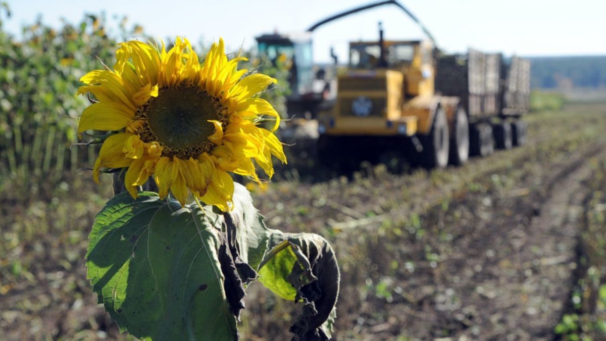 Как Арселор воевал с Нацполицией за урожай подсолнечника в Днепропетровской области