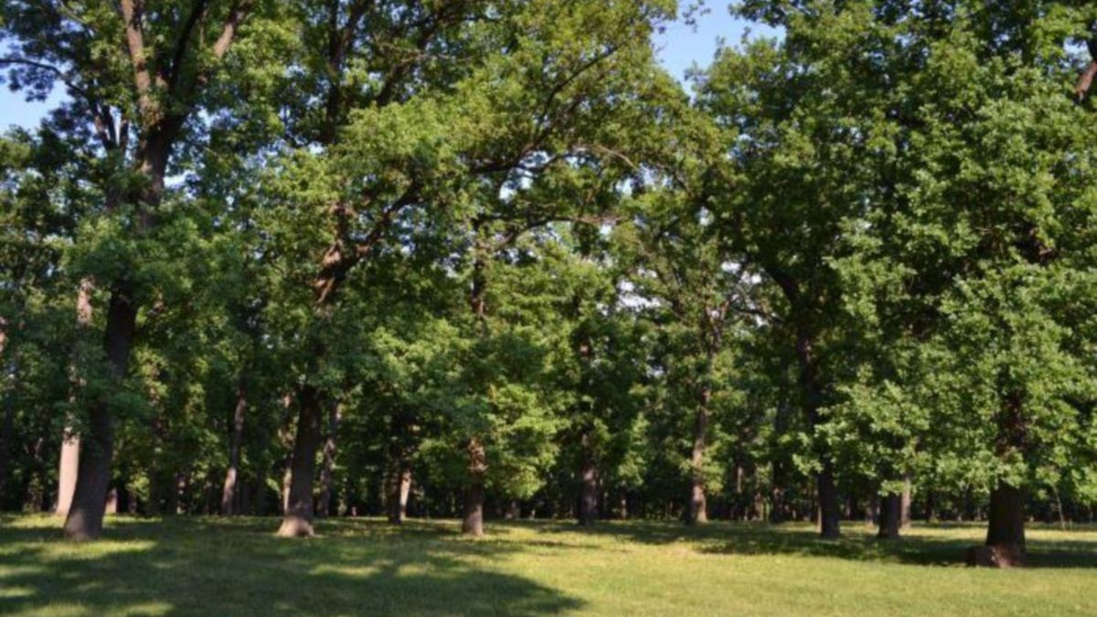 Ласий шматок для «зголоднілих» чиновників: на Київщині громада стала на захист своїх земель та старовікових дібров