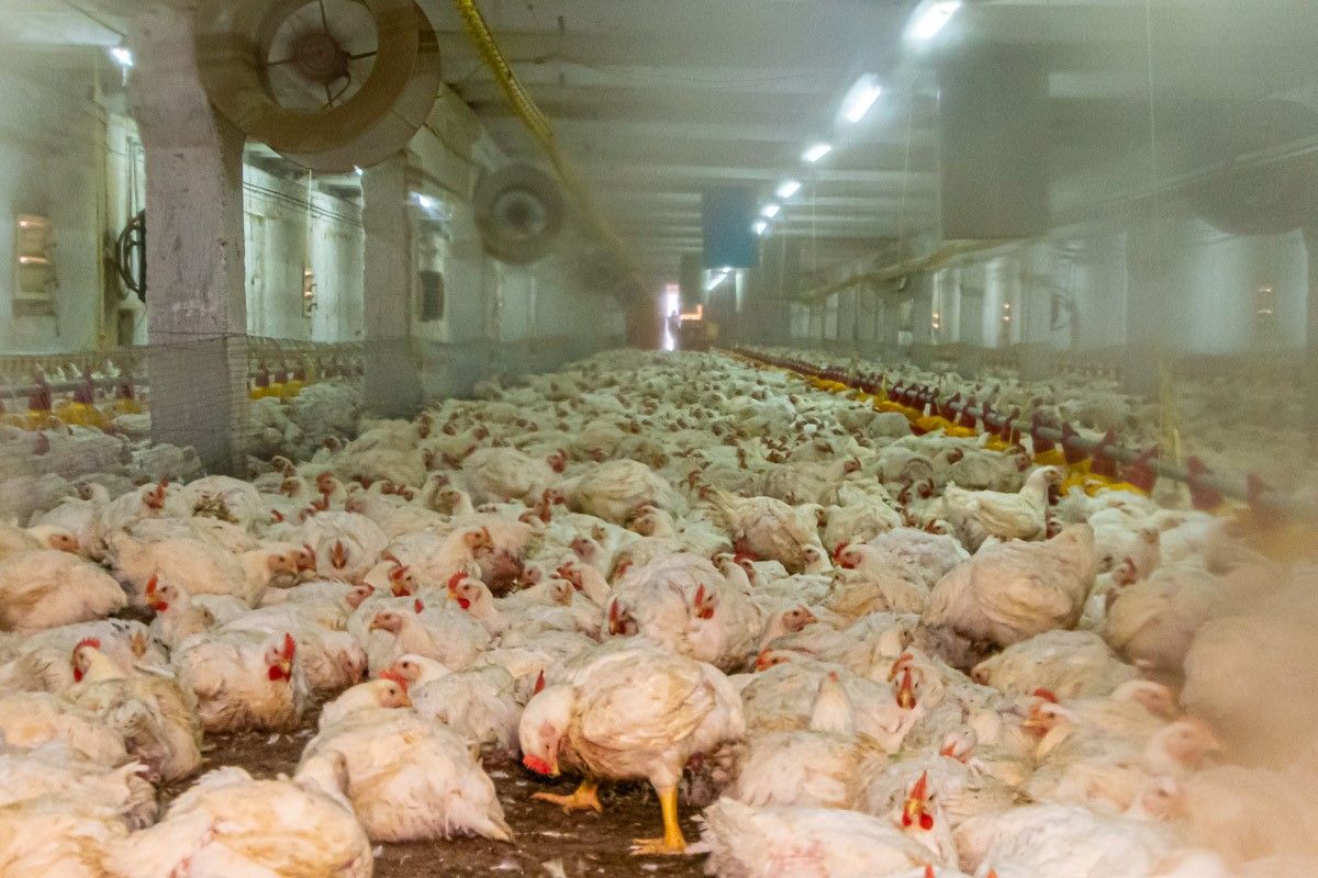 Как быстро растут куры на подсолнечном концентрате от МЭЗ «Потоки»: результаты исследований 1