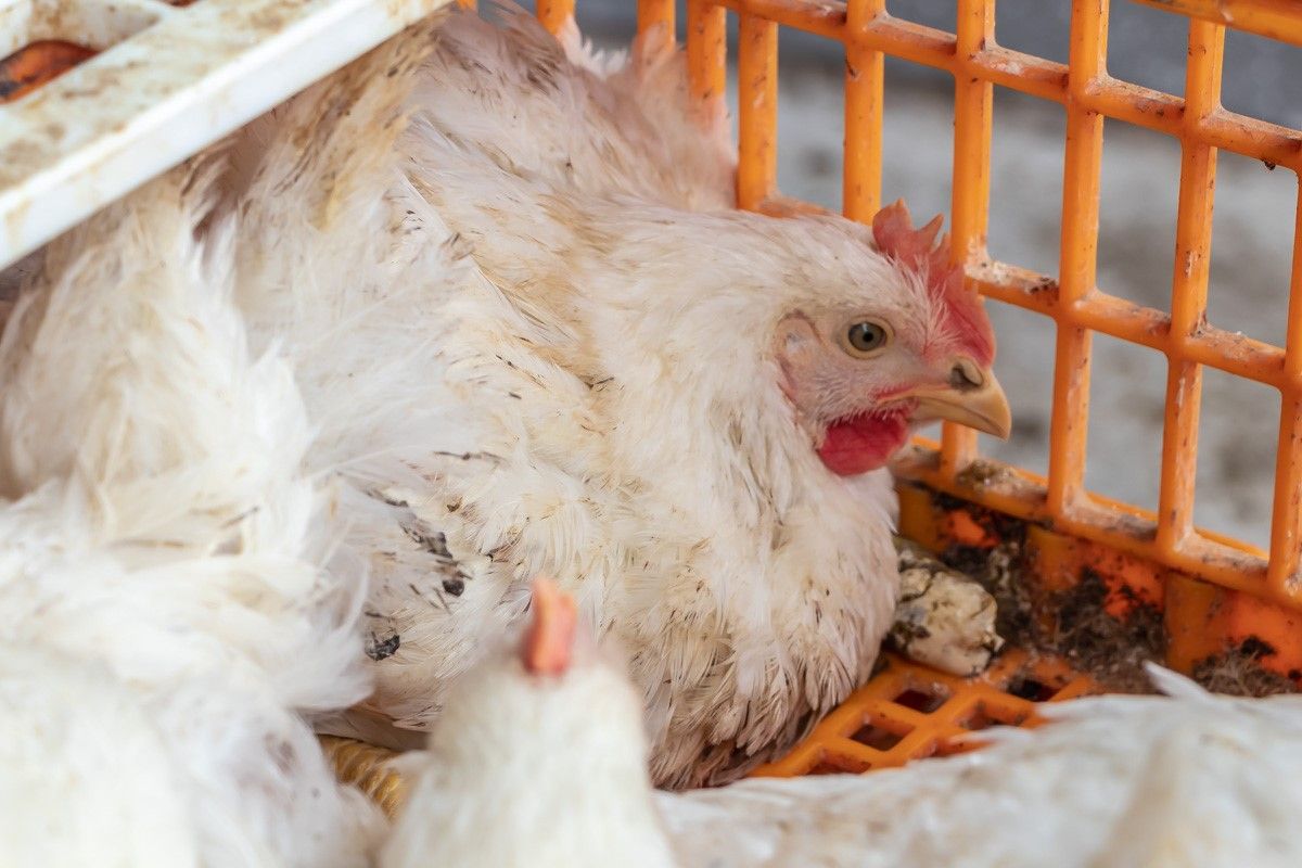 Прозрачные глаза, чистый нос, красные гребни, целые когти - птица, участвующая в эксперименте, здорова