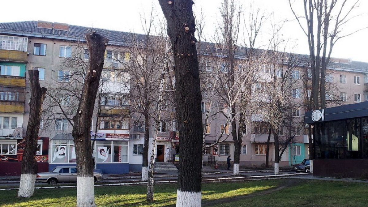 Эти деревья "естественно дадут много кислорода" в нашем экологически загрязненном городе