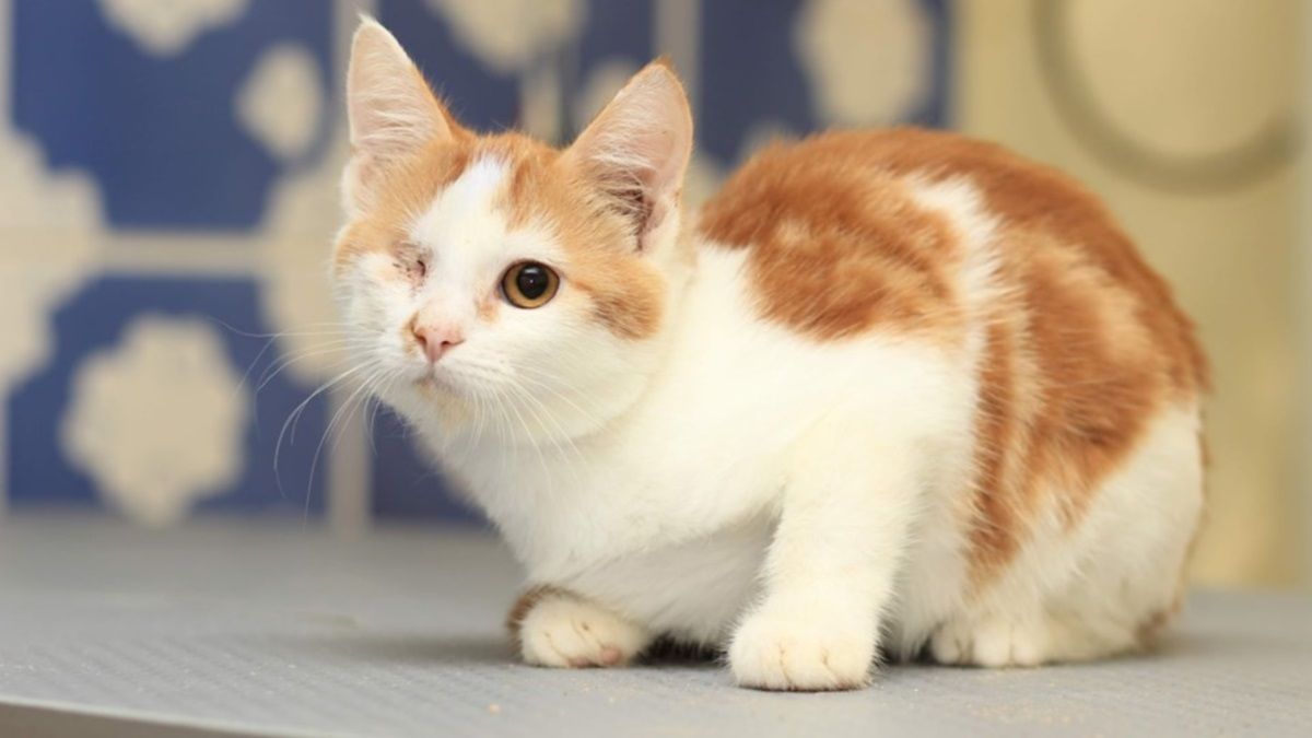 5 лет за глаз котенка: какие приговоры за жестокое обращение с животными выносят суды Днепропетровщины