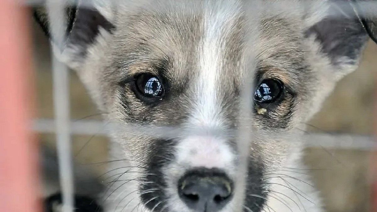 5 лет за глаз котенка: какие приговоры за жестокое обращение с животными выносят суды Днепропетровщины 2