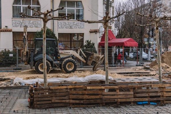 Высадили новые деревья