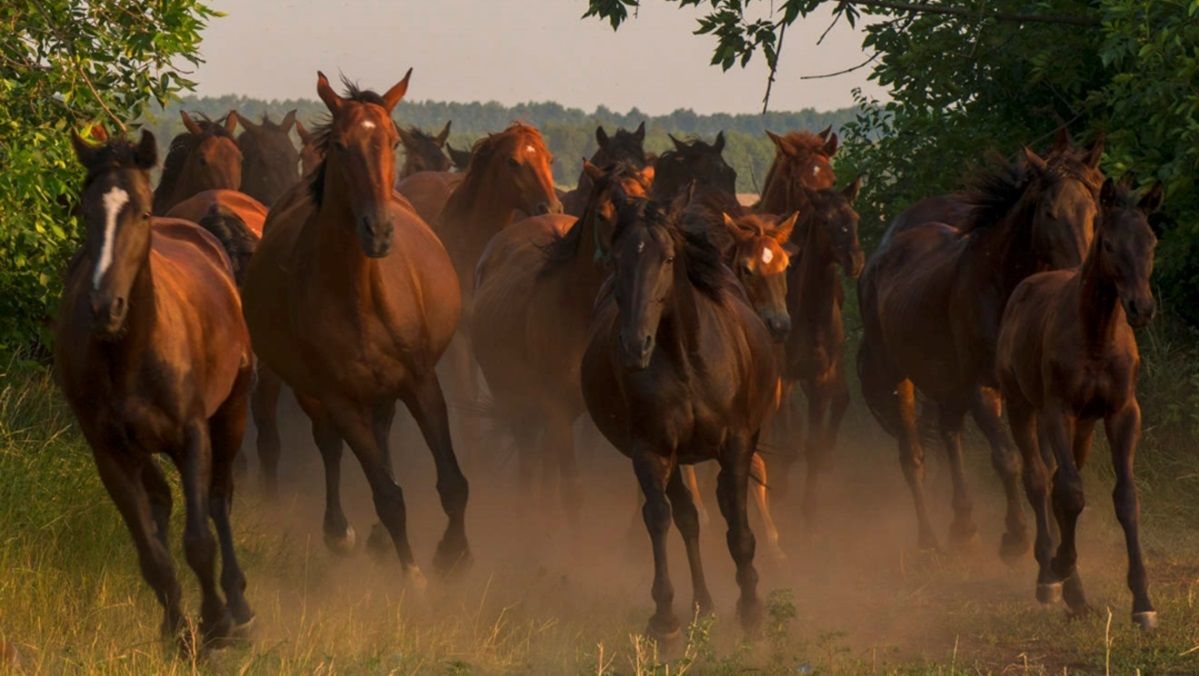«Семейный подряд»: кто наживается и убивает Днепропетровский конный завод