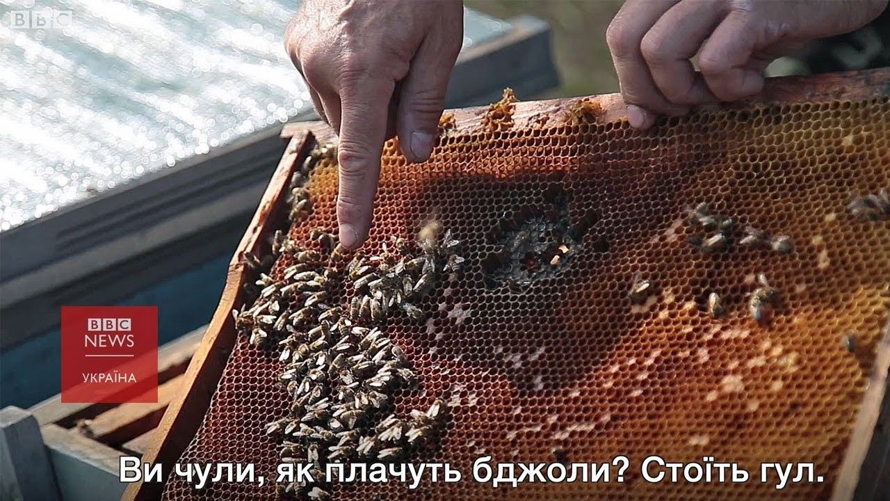 Убийство пчел и связи с Зе-командой: чья фирма займется землей колонии на Днепропетровщине 3