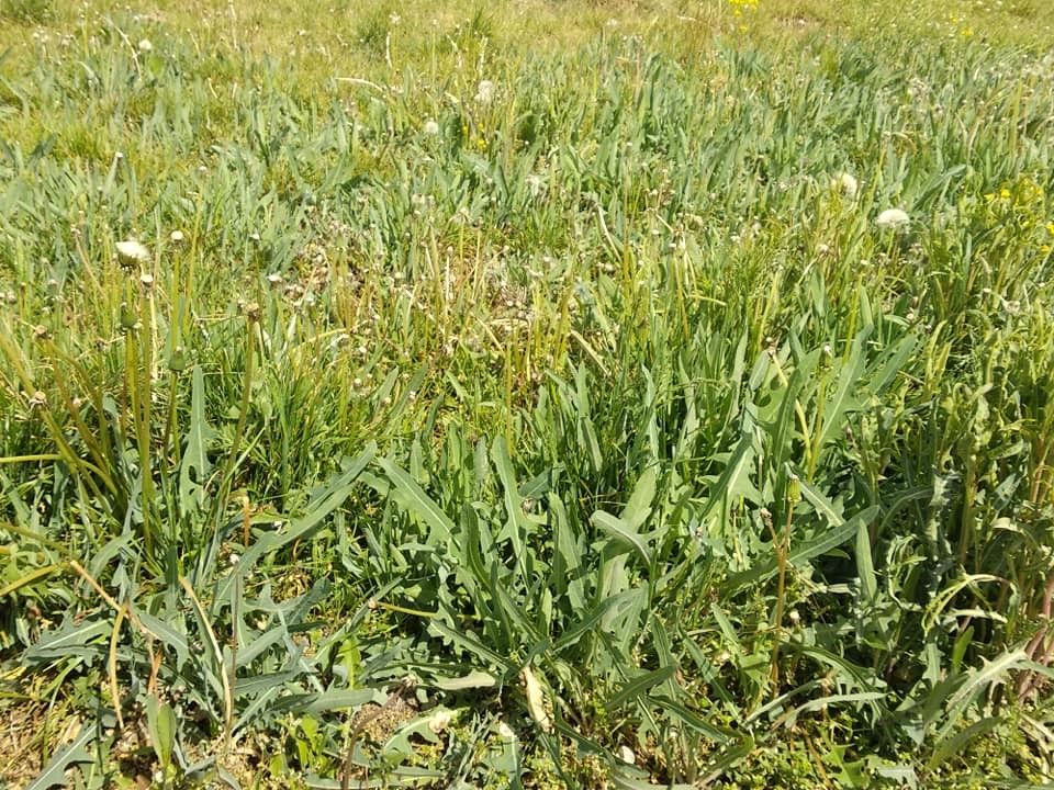 Теперь во вратарской зоне на «Металлурге» растут одуванчики.