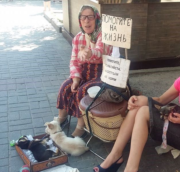 В Киеве хотят запретить использовать животных для попрошайничества на улицах 1