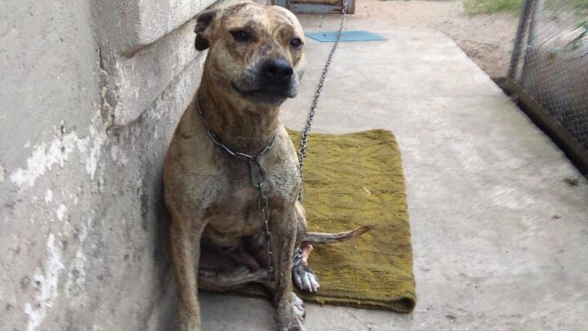 «В Украине продают собак с торгов за долги»: министр Малюська ответил на ситуацию