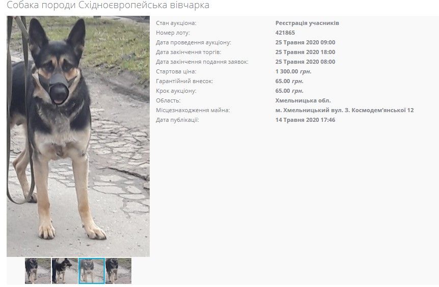 «В Украине продают собак с торгов за долги»: министр Малюська ответил на ситуацию 2