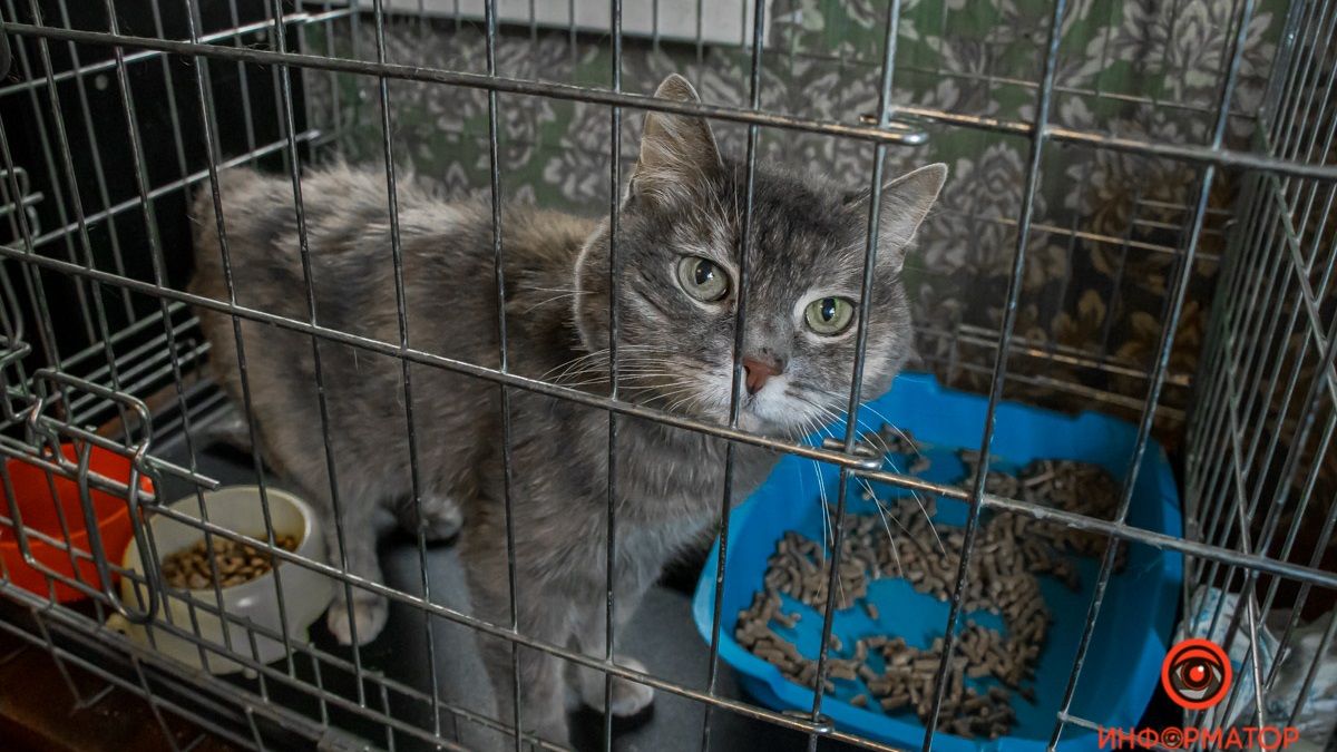 Бесплатно передавать просроченные продукты приютам для животных: Кабмину предложили принять закон