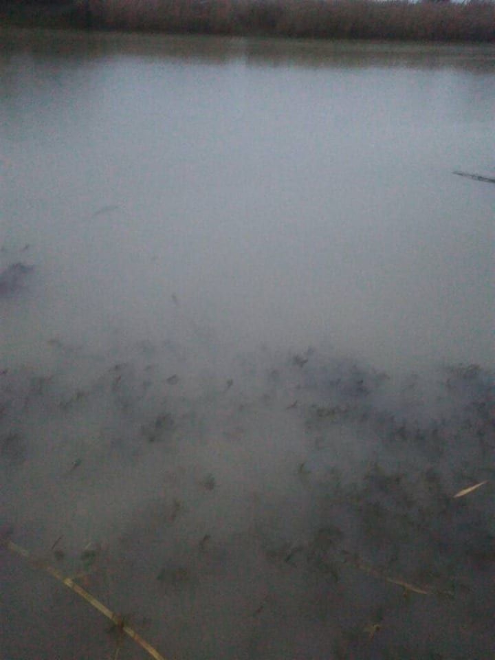 В Днепре за 95 миллионов обустроят озеро Куряче: что там будет 3