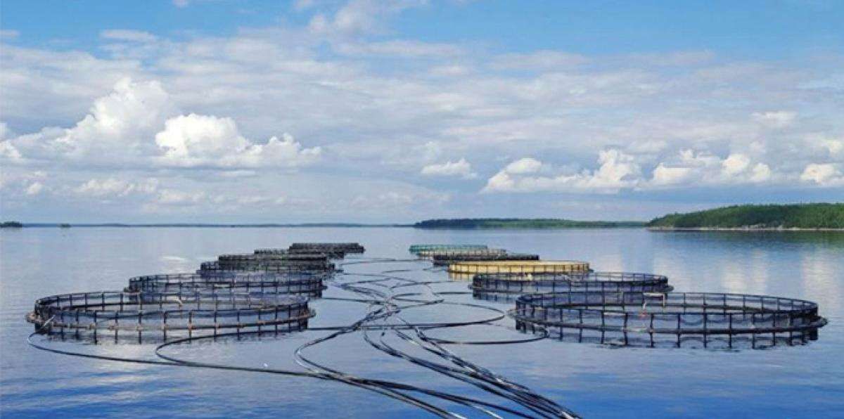 Аквакультура должна быть основным видом экономической деятельности предприятия на протяжении последних трех лет