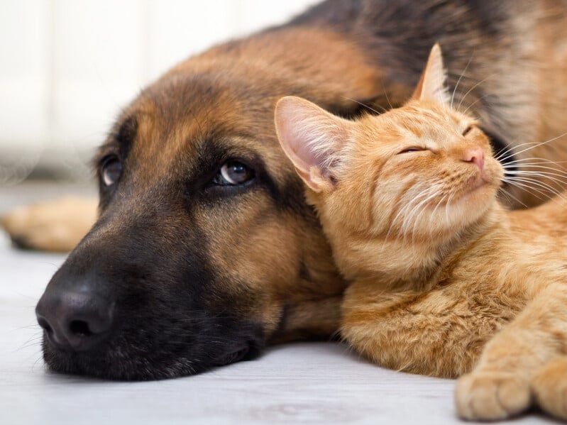 Якщо загубиться домашній улюбленець, його можна буде легко знайти.