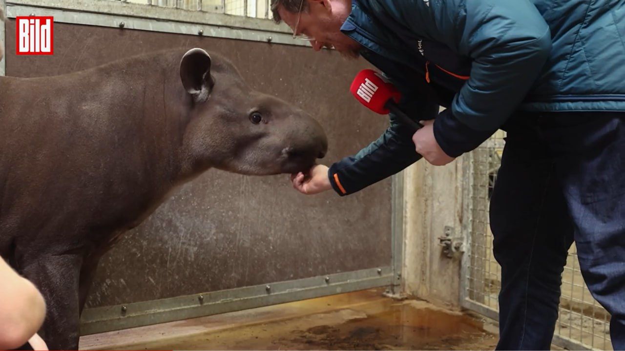 В Німеччині чотирилапого тапіра обрали оракулом Євро-2024 1