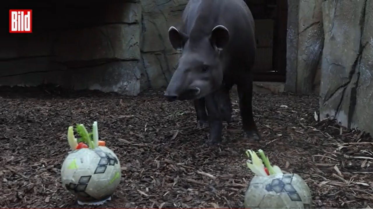 В Німеччині чотирилапого тапіра обрали оракулом Євро-2024 2