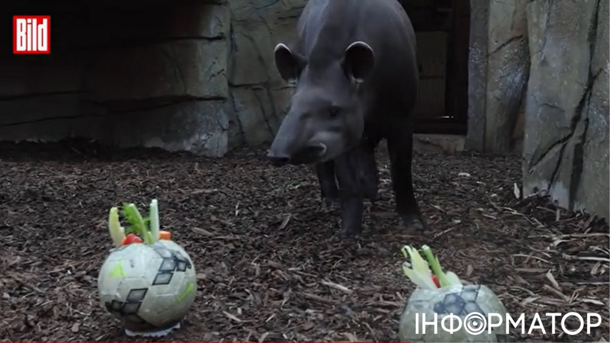 Пес, свинья и козел помогут тапиру Тео угадывать результаты матчей Евро-2024 1