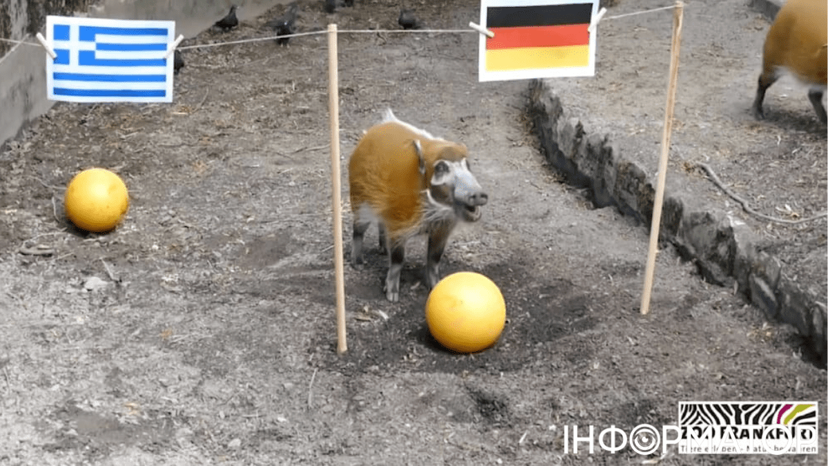 Пес, свинья и козел помогут тапиру Тео угадывать результаты матчей Евро-2024 3