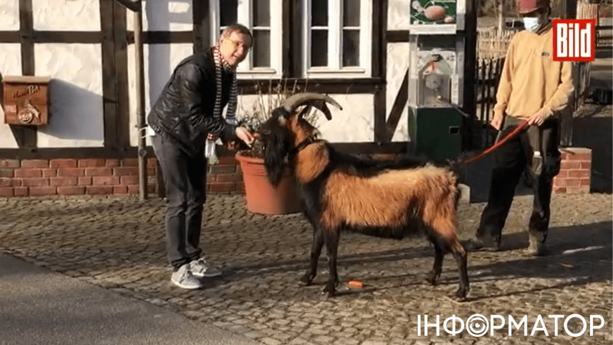 Пес, свинья и козел помогут тапиру Тео угадывать результаты матчей Евро-2024 4