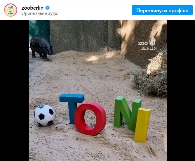 Звезда Бундестима стал крестным отцом самки мини-бегемота 1