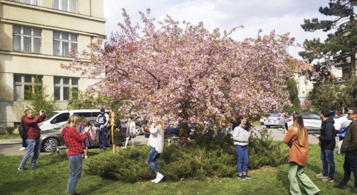В Ужгороді почали цвісти сакури