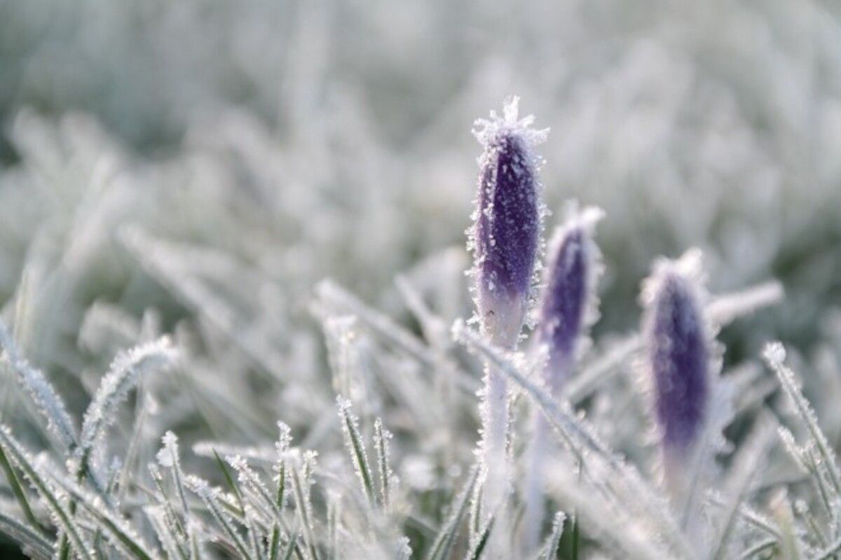 В Украине сегодня ожидаются заморозки: где похолодает