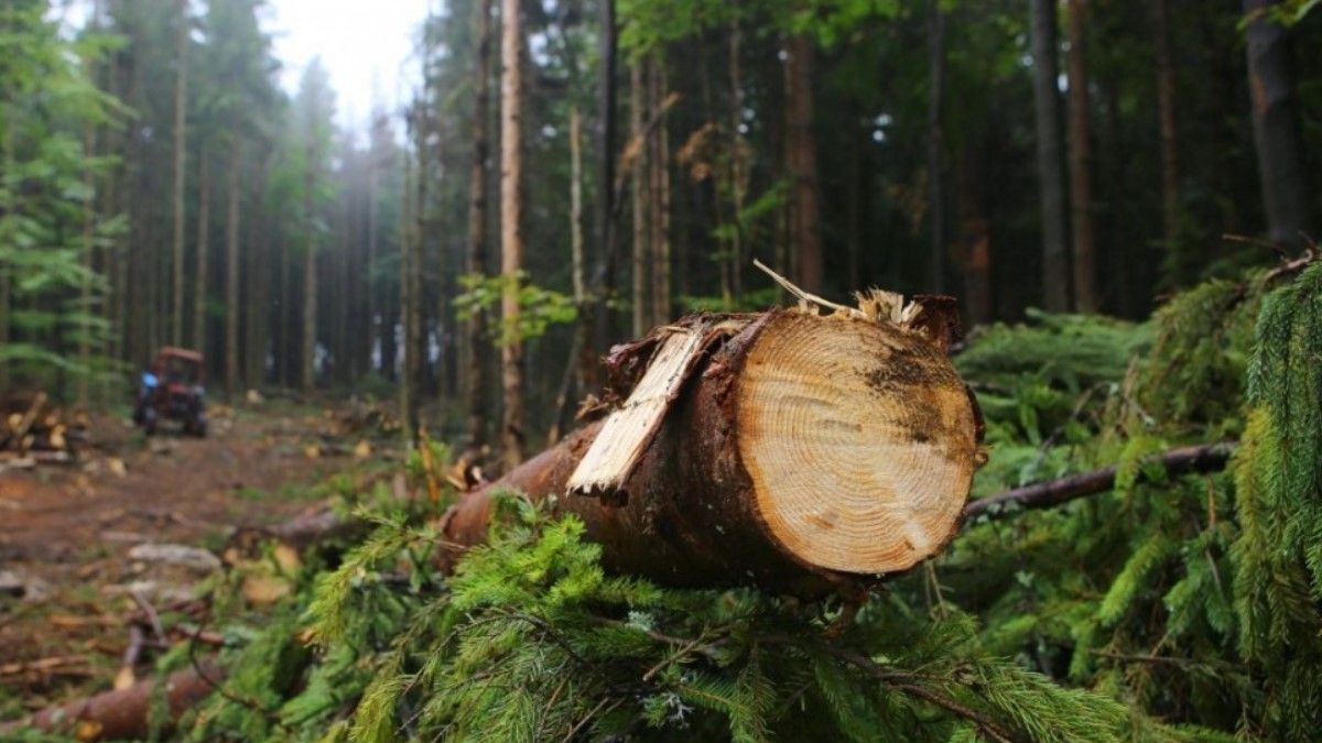 Бывшему директору лесхоза дали 6 лет тюрьмы за взятку