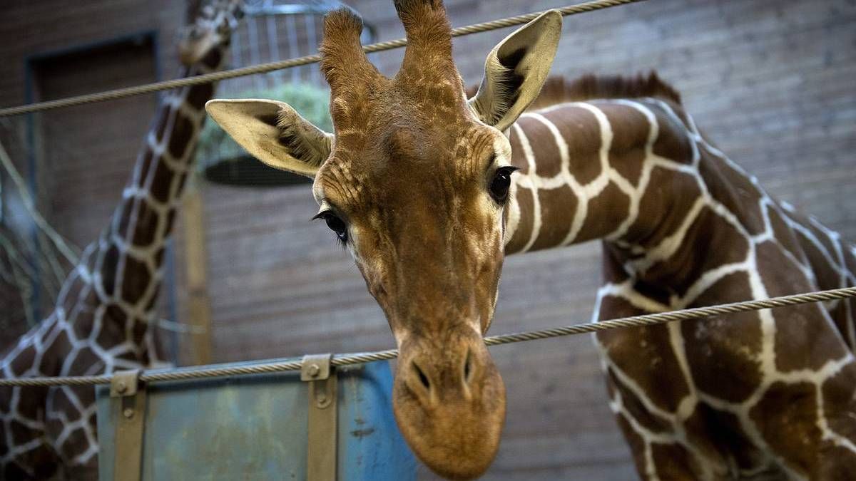 В семье Харьковского зоопарка пополнение: к ним заселился 10-месячный жираф Дёма