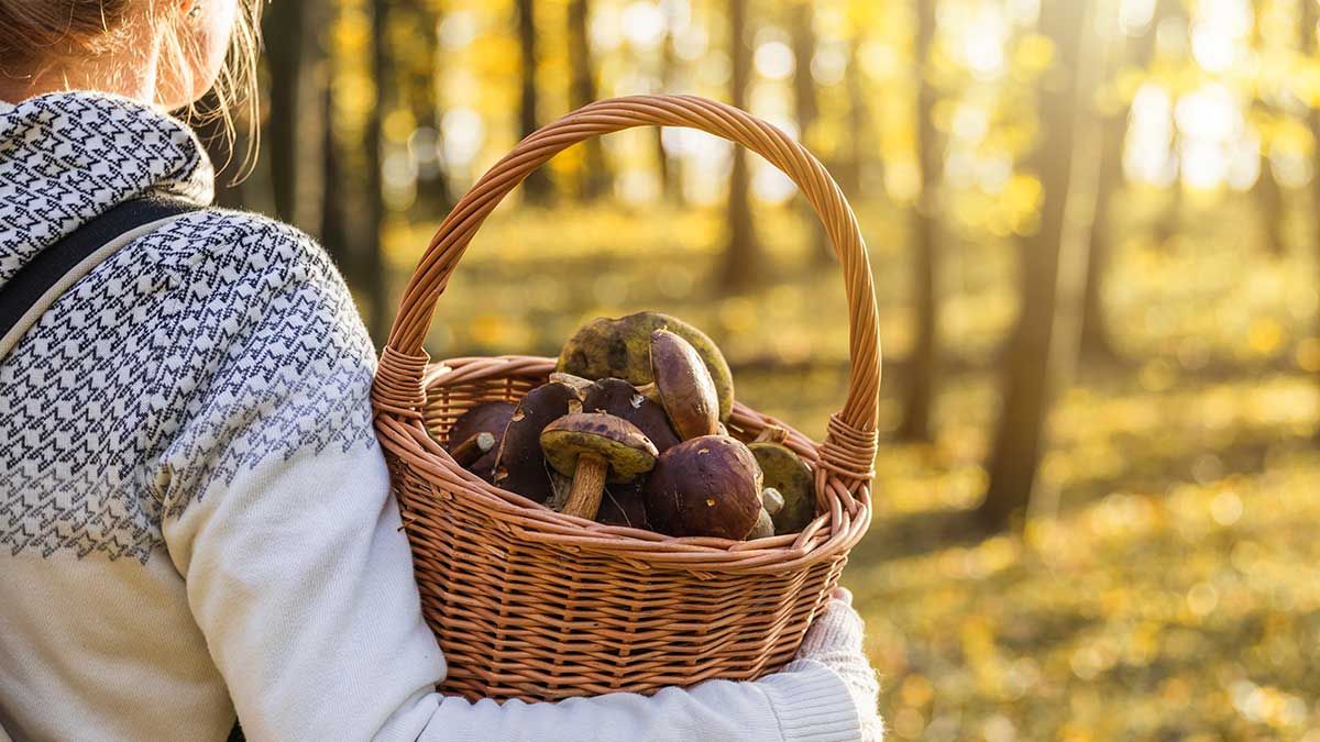 В Харькове дети насобирали грибов и попросили бабушку приготовить. Все четверо в больнице с отравлением