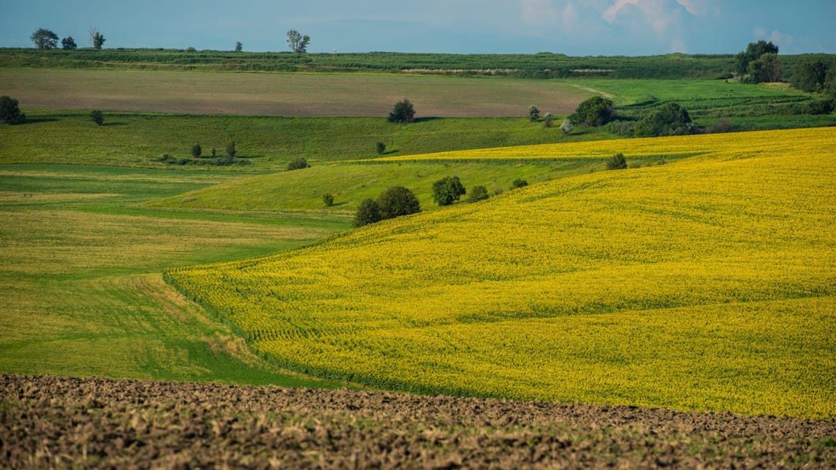 Рынок земли в Украине: за две недели заключили 774 земельные сделки