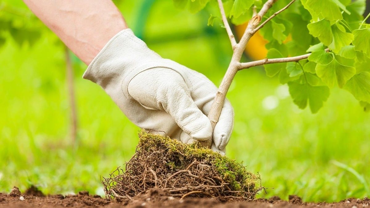 Возле блокпоста Станицы Луганской на День Флага высадят 3 гектара леса