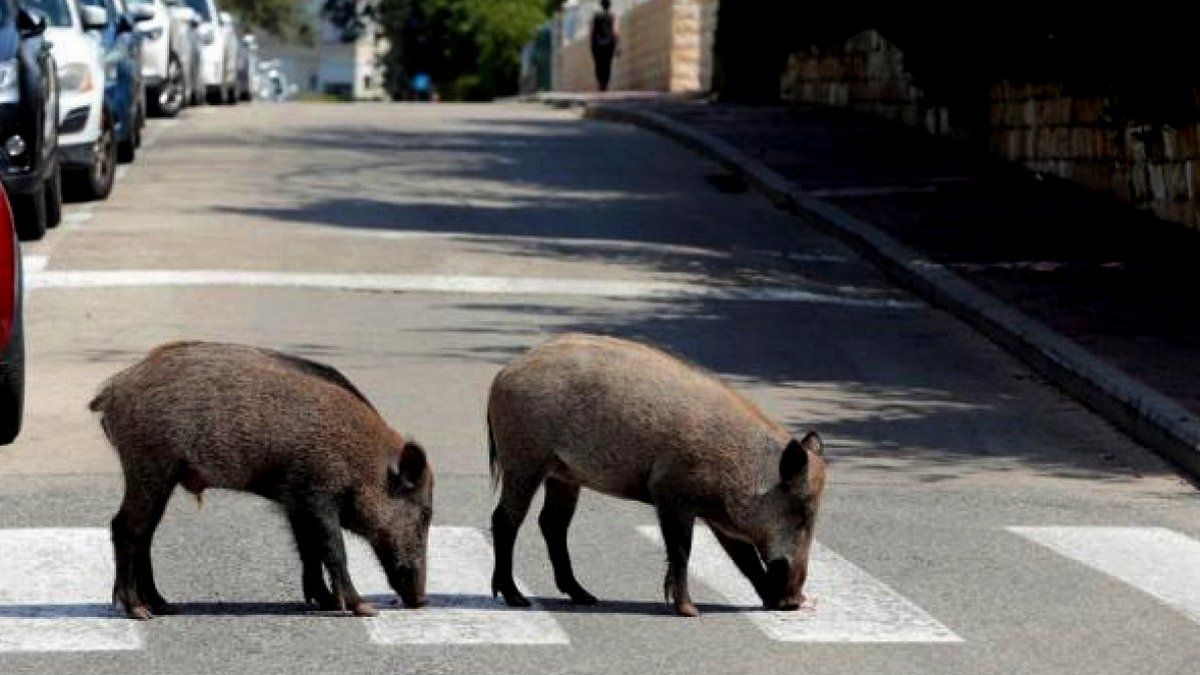 Вулицями Рима прогулюються дикі кабани — чиновники розводять руками