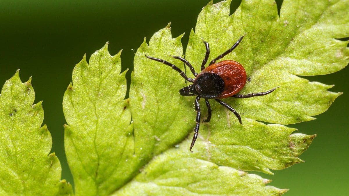 У Волинській області медики підтвердили 12 випадків хвороби Лайма
