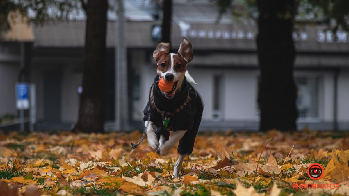 Над Украиной объединились два антициклона Liobа и Merle: как это повлияет на погоду