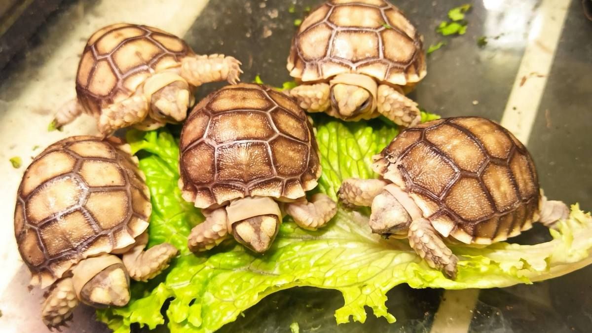 У родині "Одеського зоопарку" поповнення: там народилися п'ять черепашок