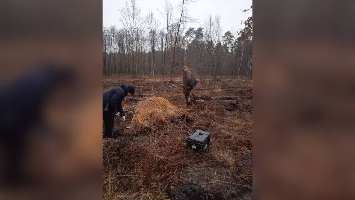 В Житомирской области браконьеры застрелили беременную лосиху