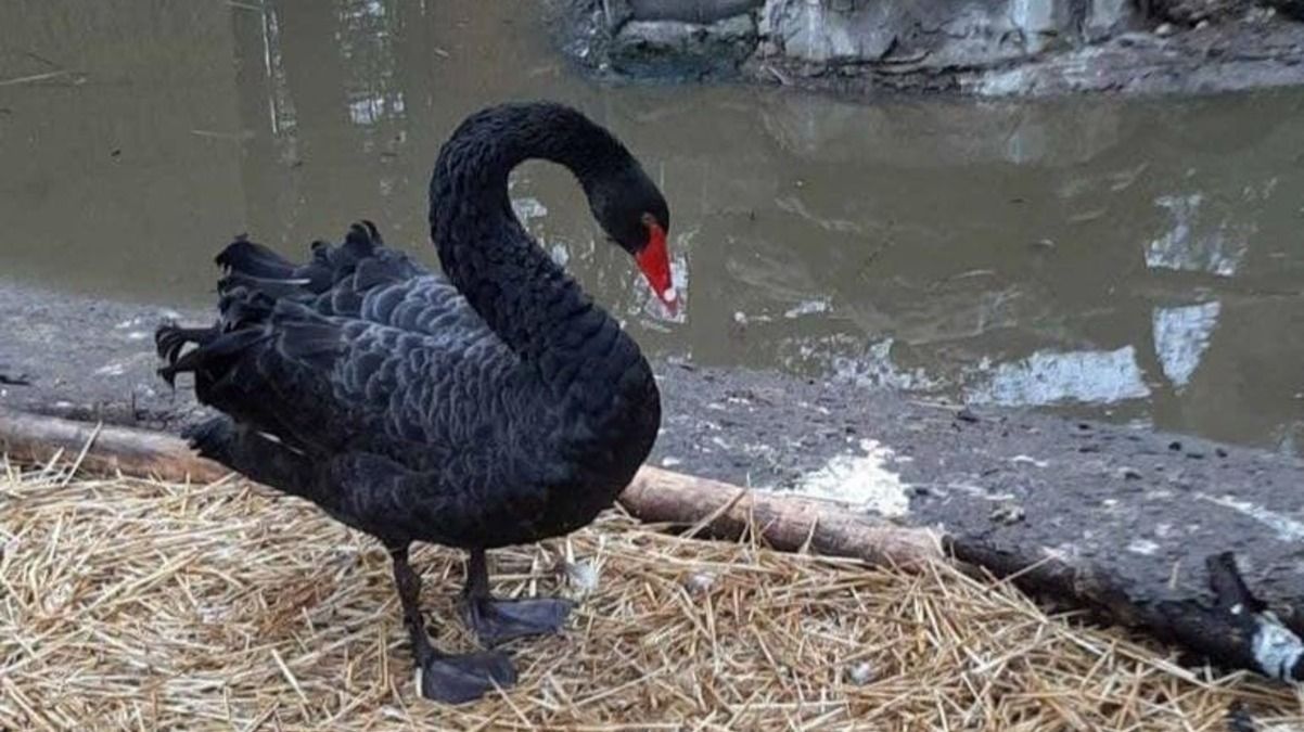 В Украине спасли чёрного лебедя, который не может летать