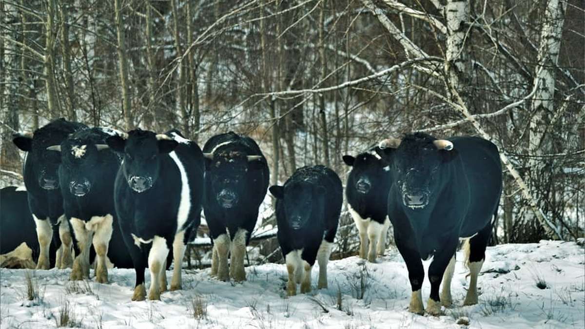 В Чернобыльской зоне в стаде диких коров появился новый лидер