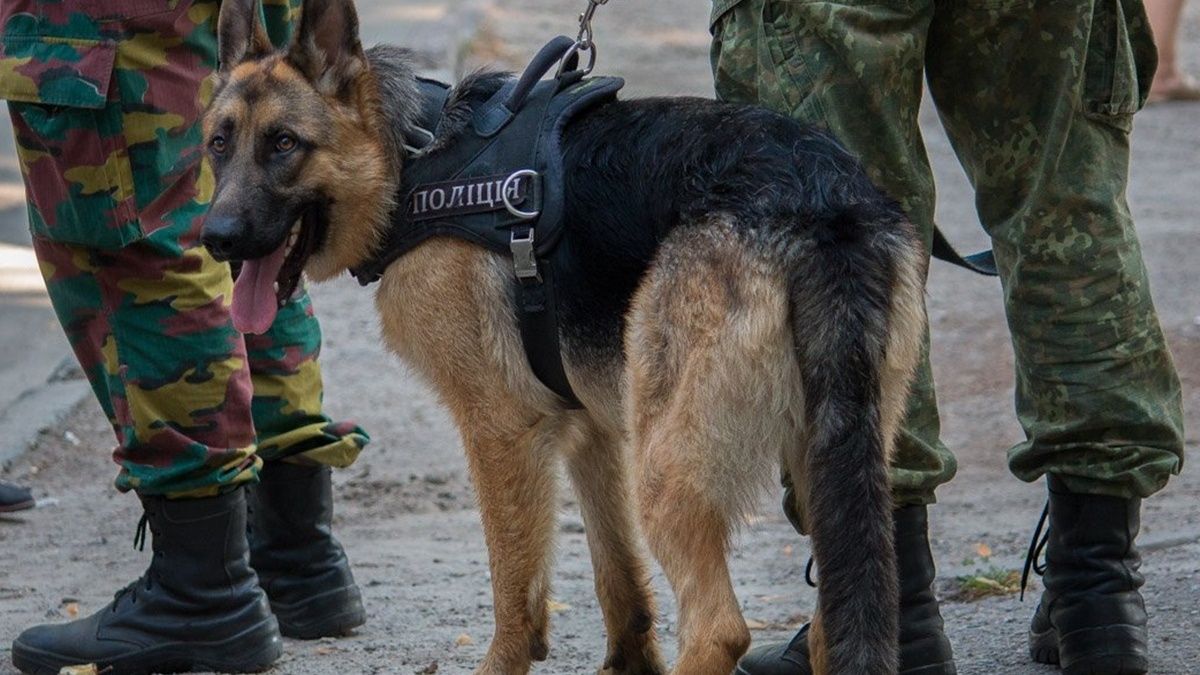 Масове мінування в Україні: хто найчастіше телефонує, звідки й навіщо