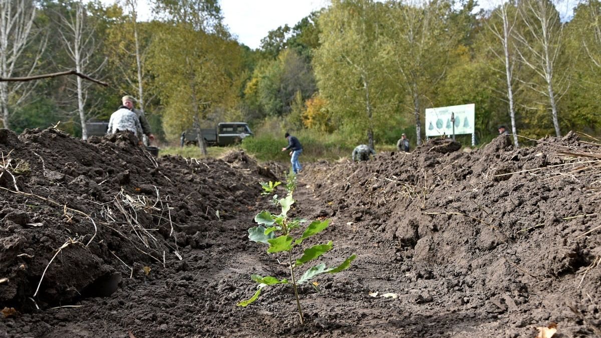 После лесных пожаров в Житомирской области высадят почти 36 миллионов деревьев