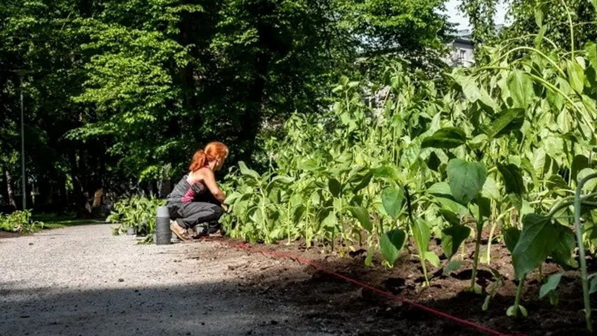 В Таллинне на месте будущей площади Украины высадили более тысячи подсолнечников