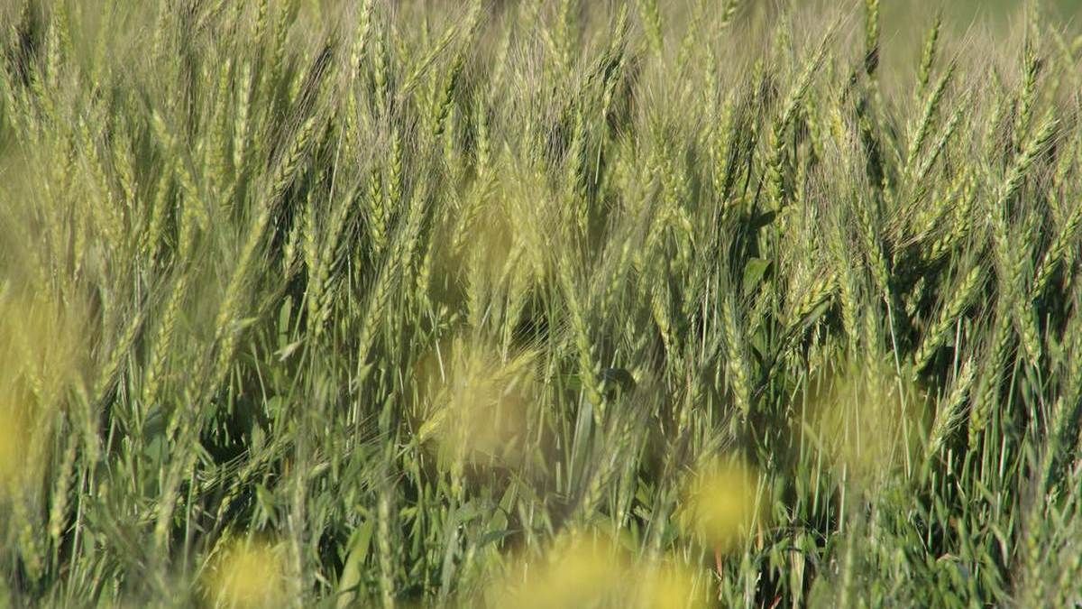 У порту Тріполі помітили судно з краденим ячменем: Україна просить Ліван розібратись