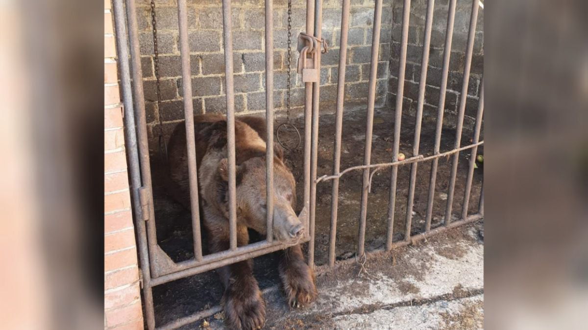 Закрили у клітці та втекли: з Бахмута евакуювали ведмедя, якого покинули власники